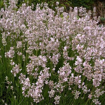 Lavandula angustifolia Rosea - Echte lavendel
