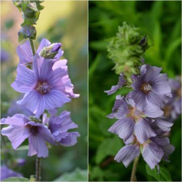 Lavatera Blue Bird – Struikmalva