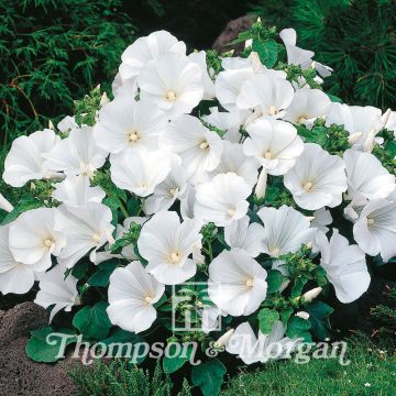 Lavatera trimestris Twins Cool White (zaad) - Bekermalva