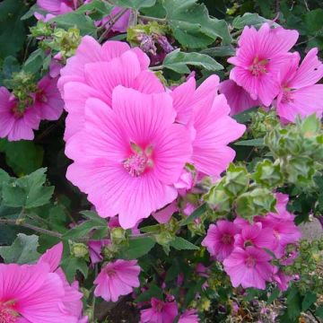 Lavatera Burgundy Wine – Struikmalva