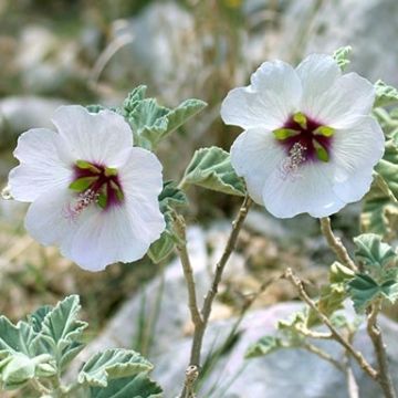 Lavatera maritima - Struikmalva