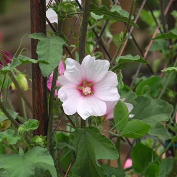 Lavatera Barnsley - Struikmalva