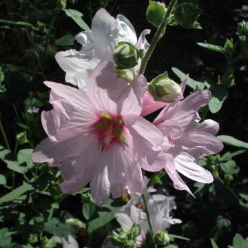 Lavatera Barnsley - Struikmalva