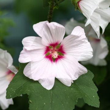 Lavatera Blushing Bride – Struikmalva