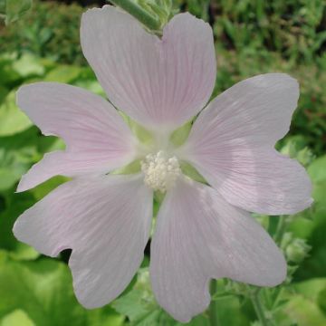 Lavatera Sweet Dreams – Struikmalva