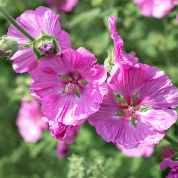 Lavatera thuringiaca Bredon Springs - Struikmalva