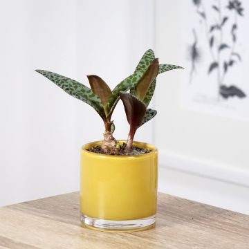 Ledebouria socialis - Zilverkruid