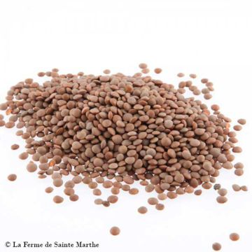 Linze Anicia BIO - Ferme de Sainte Marthe Linze Anicia BIO - Ferme de Sainte Marthe