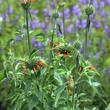 Leonotis nepetifolia (zaad) - Leeuwenoor