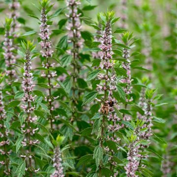 Leonurus cardiaca - Hartgespan