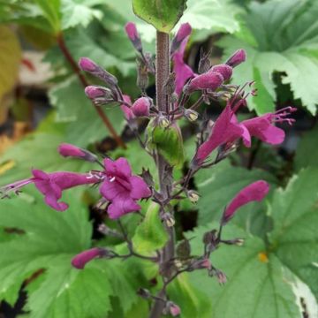 Lepechinia salviae - Valse salie