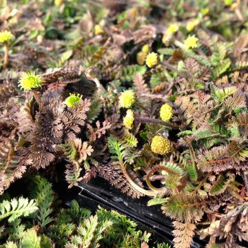 Leptinella squalida - Koperknoopje