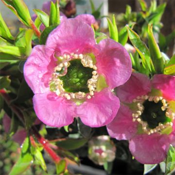 Leptospermum Karo Spectro Bay - Wollige theeplant