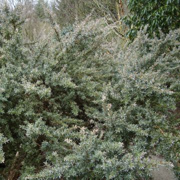Leptospermum lanigerum Silver Sheen - Wollige theeplant