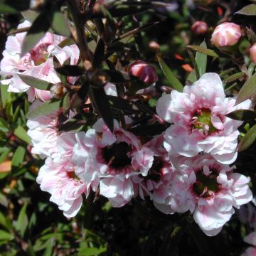 Leptospermum scoparium Apple Blossom - Manuka