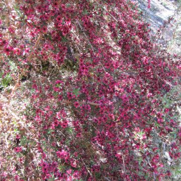 Leptospermum scoparium Jubilee - Manuka
