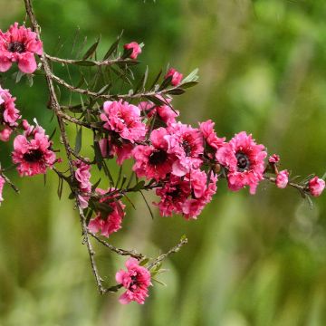 Leptospermum scoparium Red Damask - Manuka