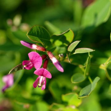 Lespedeza bicolor Yakushima - Struikklaver