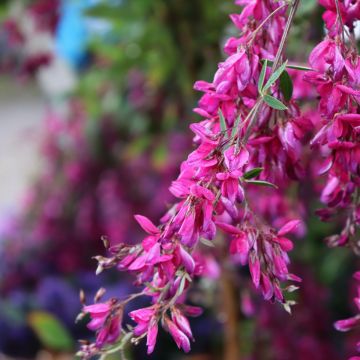 Lespedeza thunbergii - Struikklaver