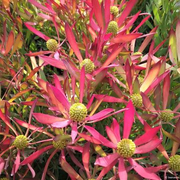 Leucadendron Cheeky - Kaaps groen