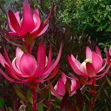 Leucadendron Fireglow - Kaaps groen