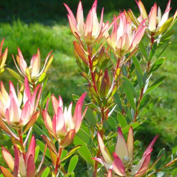 Leucadendron Jack Harre - Kaaps groen