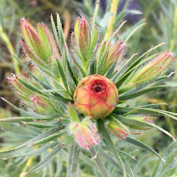 Leucadendron Jubilee Crown - Kaaps groen