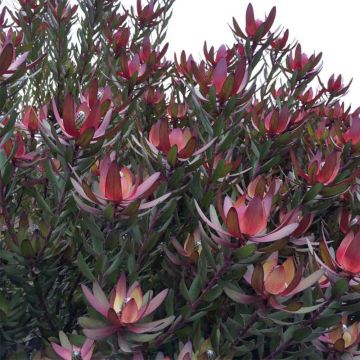 Leucadendron Safari Sunset - Kaaps groen