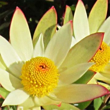Leucadendron Sundance - Kaaps groen