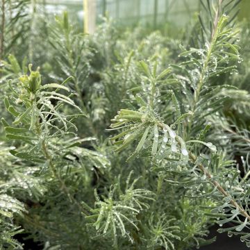 Leucadendron galpinii Carlin - Kaaps groen