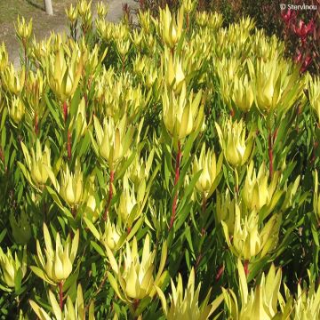 Leucadendron Inca Gold - Kaaps groen