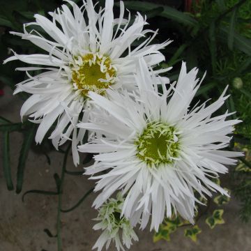 Leucanthemum Aglaia - Margriet