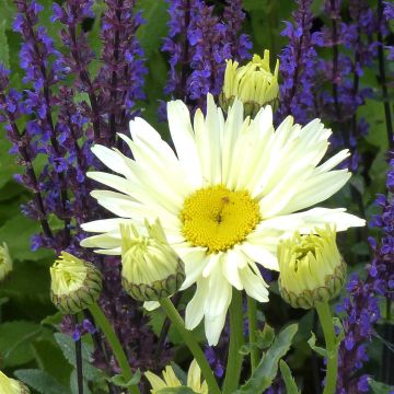Leucanthemum superbum Banana Cream - Tuinmargriet