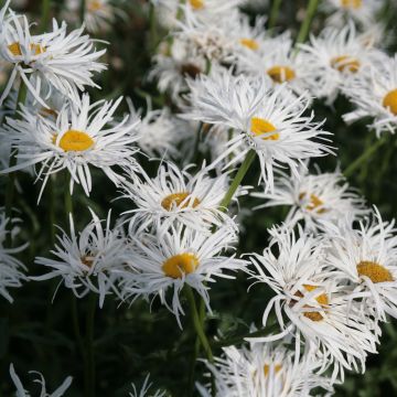 Leucanthemum Shapcott Gossamer - Tuinmargriet