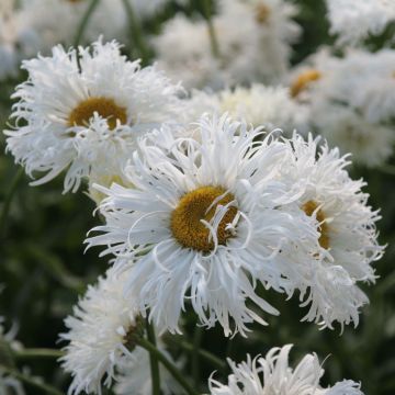 Leucanthemum superbum Shapcott Ruffles - Tuinmargriet