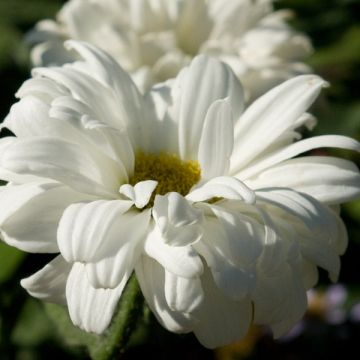Leucanthemum superbum Victorian Secret - Tuinmargriet