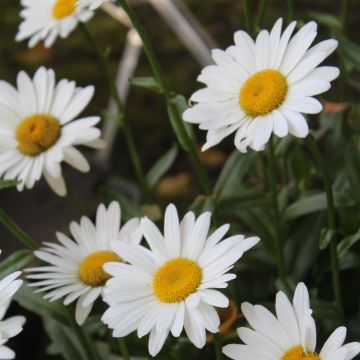 Leucanthemum superbum Becky - Tuinmargriet