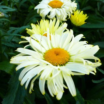 Leucanthemum superbum Broadway Lights - Tuinmargriet