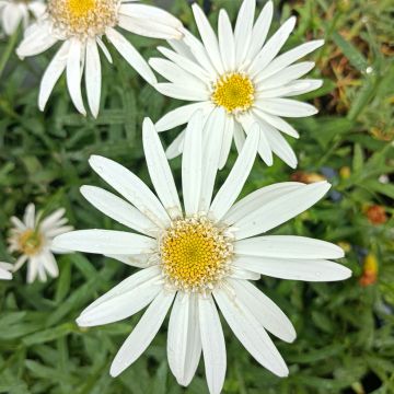 Tuinmargriet Christine Hagemann - Leucanthemum superbum