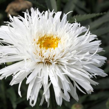 Leucanthemum superbum Snehurka - Tuinmargriet