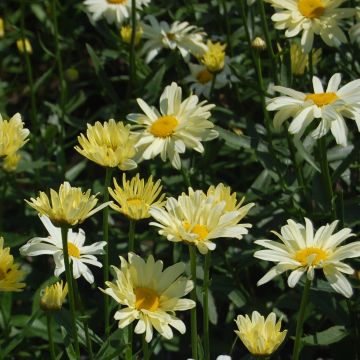 Leucanthemum superbum Sonnenschein - Tuinmargriet