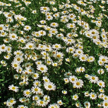 Leucanthemum vulgare - Margriet