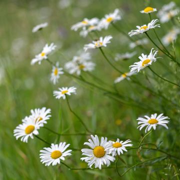 Leucanthemum vulgare - Margriet
