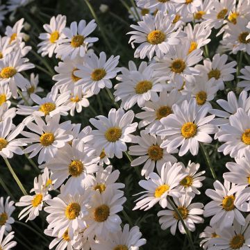 Leucanthemum superbum Brightside - Tuinmargriet