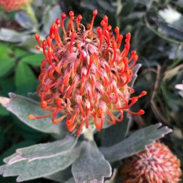 Leucospermum Carnival Red - Speldenkussenbloem