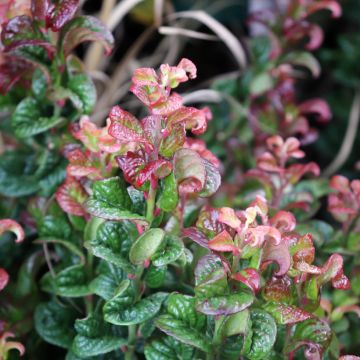 Leucothoe axillaris Curly Red - Druifheide