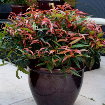 Leucothoe keiskei Burning Love - Druifheide