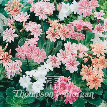 Lewisia cotyledon Galaxy Mixed (zaad) - Bitterkruid