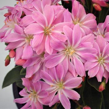 Lewisia cotyledon Elise Roze Pink - Bitterkruid
