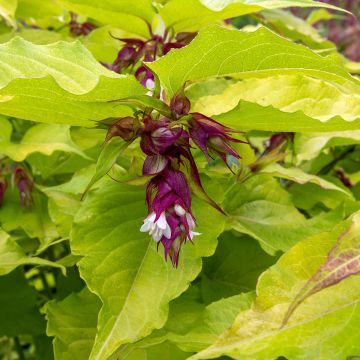 Leycesteria formosa Little Lanterns - Fazantenbes